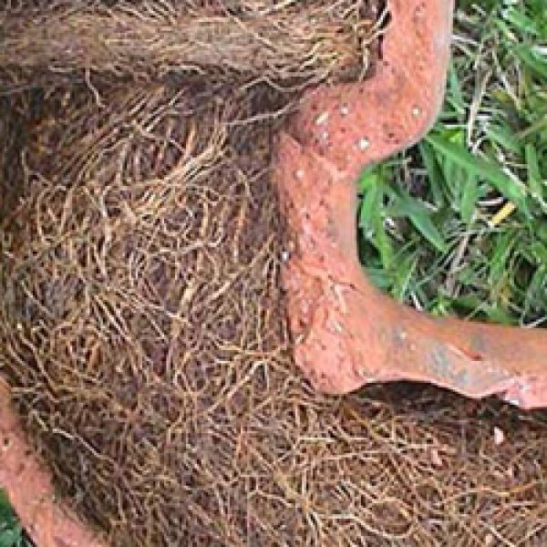 11-root-cutting